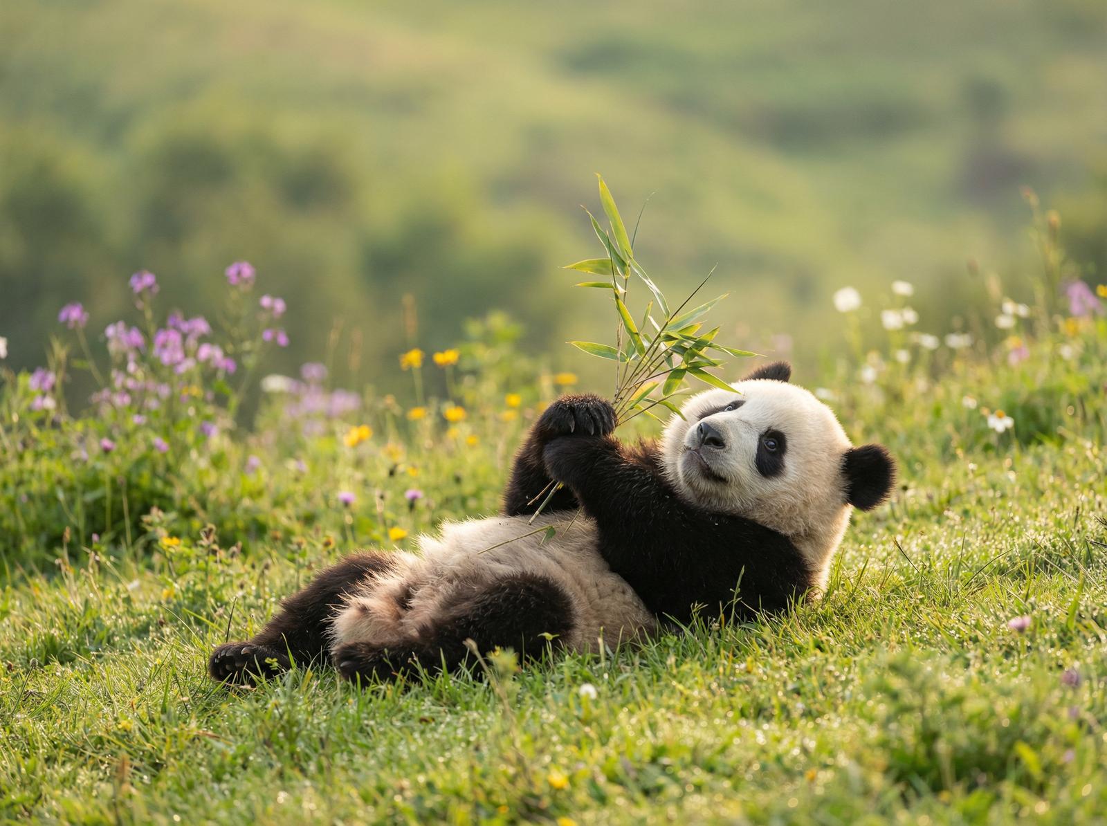 玩物社区熊猫视频